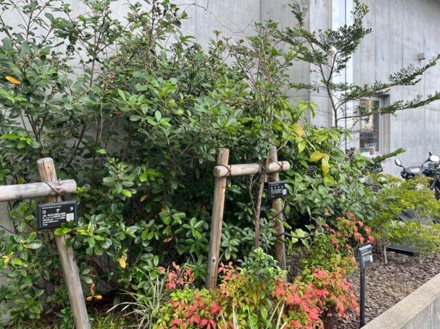 🍂少しずつ秋の気配が…？😊

こんにちは！AtomsWorldのもっちーです。

先日、先輩社員から「会社の近くにある葉っぱは、季節が進むときれいに色づくよ」と教えてもらったので、様子を見に行ってきました👀

まだ緑色の葉っぱが多いですが、少しずつ色づき始めているような気もします🍃🍂

これからどのように変化していくのか楽しみなので、今後も定期的に様子をお届けしていきます📸

紅葉が進むこれからの時期は寒さも増してくるので、体調管理にも気をつけながら元気に仕事に取り組んでいきたいと思います！

皆さんの身近なところでも、秋らしい変化は始まっていますか？😊

企業情報はプロフィールのURLから👉 atomsworld.co.jp
弊社ZEB社屋の見学をご希望の方は、ぜひコメント欄からご連絡ください！

#AtomsWorld #秋 #紅葉 #緑 #季節